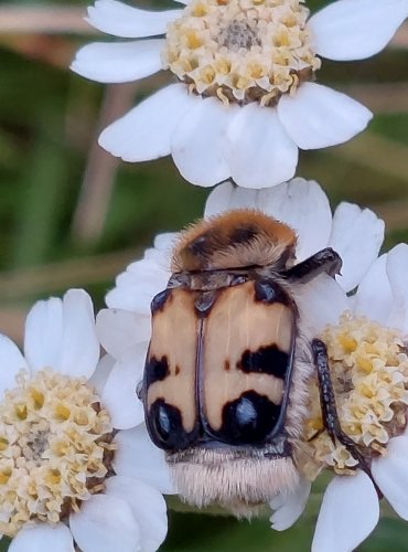 ZDOBENEC SKVRNITÝ (Trichius fasciatus) FOTO: Marta Knauerová, 2022