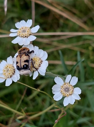 ZDOBENEC SKVRNITÝ (Trichius fasciatus) FOTO: Marta Knauerová, 2022