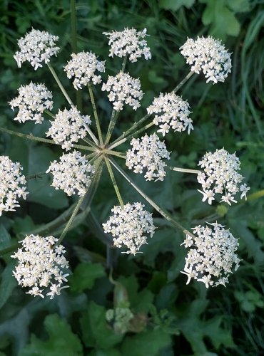 BOLŠEVNÍK OBECNÝ (Heracleum sphondylium) FOTO: Marta Knauerová, 2022