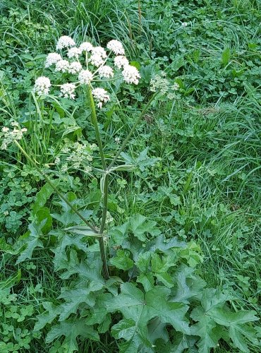 BOLŠEVNÍK OBECNÝ (Heracleum sphondylium) FOTO: Marta Knauerová, 2022