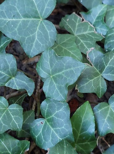 BŘEČŤAN POPÍNAVÝ (Hedera helix) FOTO: Marta Knauerová, 2022