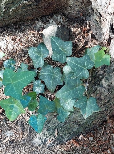 BŘEČŤAN POPÍNAVÝ (Hedera helix) FOTO: Marta Knauerová, 2022