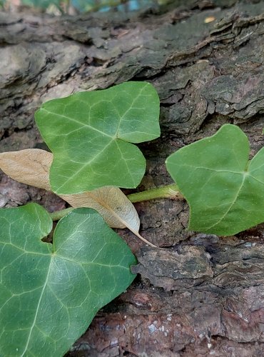 BŘEČŤAN POPÍNAVÝ (Hedera helix) FOTO: Marta Knauerová, 2022