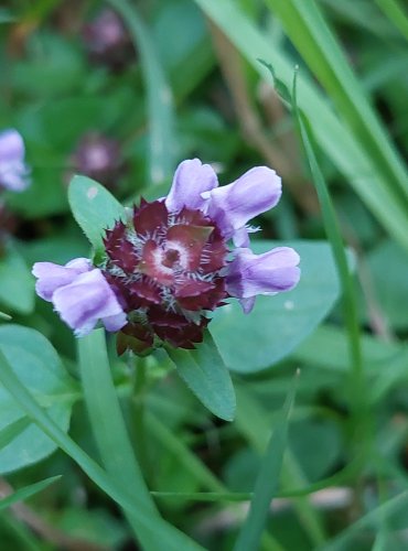 ČERNOHLÁVEK OBECNÝ (Prunella vulgaris) FOTO: Marta Knauerová, 2022