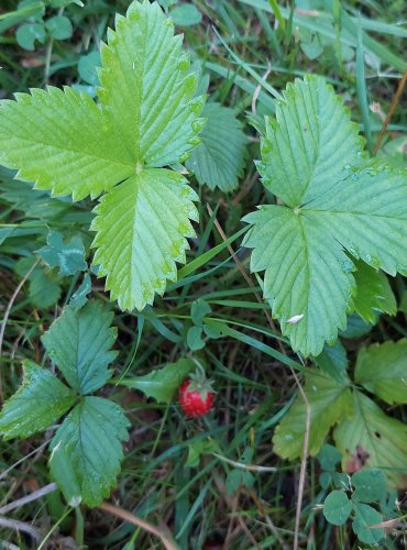 JAHODNÍK OBECNÝ (Fragaria vesca) FOTO: Marta Knauerová, 2022