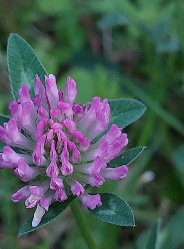 JETEL LUČNÍ (Trifolium pratense) FOTO: Marta Knauerová, 2022