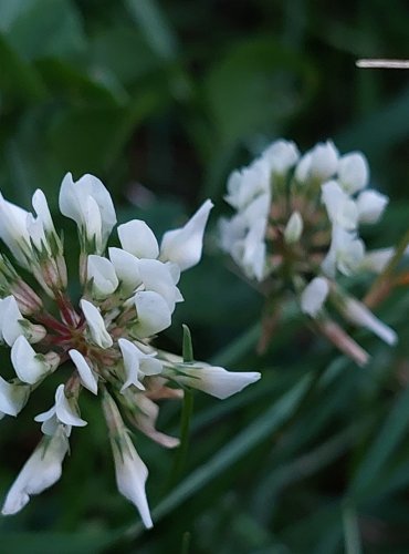 JETEL BÍLÝ PLAZIVÝ (Trifolium repens) FOTO: Marta Knauerová, 2022