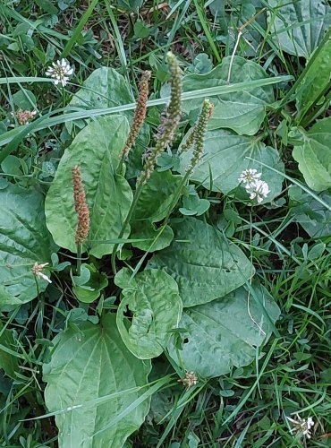 JITROCEL VĚTŠÍ (Plantago major) FOTO: Marta Knauerová, 2022