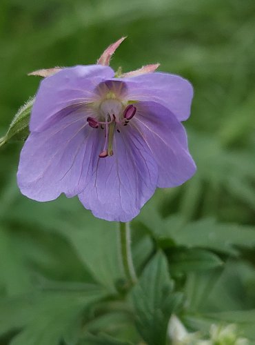 KAKOST LUČNÍ (Geranium pratense) FOTO: Marta Knauerová, 2022