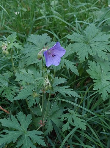 KAKOST LUČNÍ (Geranium pratense) FOTO: Marta Knauerová, 2022