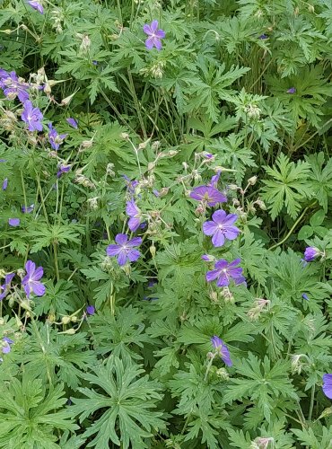 KAKOST LUČNÍ (Geranium pratense) FOTO: Marta Knauerová, 2022