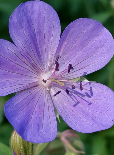 KAKOST LUČNÍ (Geranium pratense) FOTO: Marta Knauerová, 2022