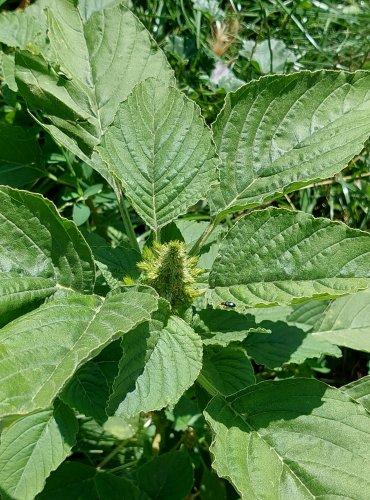 LASKAVEC OHNUTÝ (Amaranthus retroflexus) FOTO: Marta Knauerová, 2022