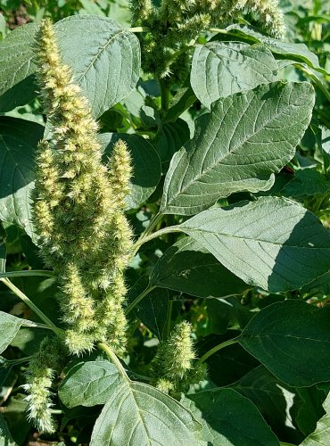 LASKAVEC OHNUTÝ (Amaranthus retroflexus) FOTO: Marta Knauerová, 2022