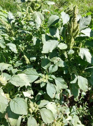 LASKAVEC OHNUTÝ (Amaranthus retroflexus) FOTO: Marta Knauerová, 2022