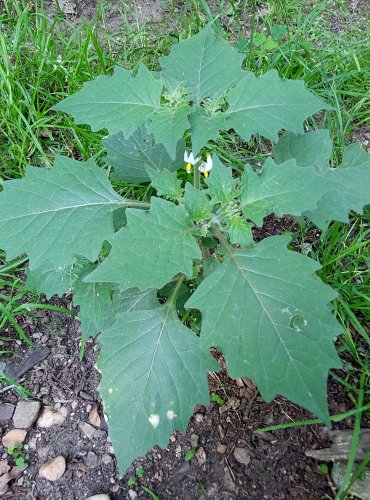 LILEK ČERNÝ (Solanum nigrum) FOTO: Marta Knauerová, 2022