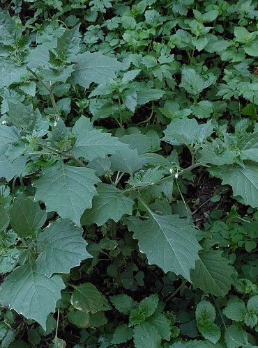 LILEK ČERNÝ (Solanum nigrum) FOTO: Marta Knauerová, 2022