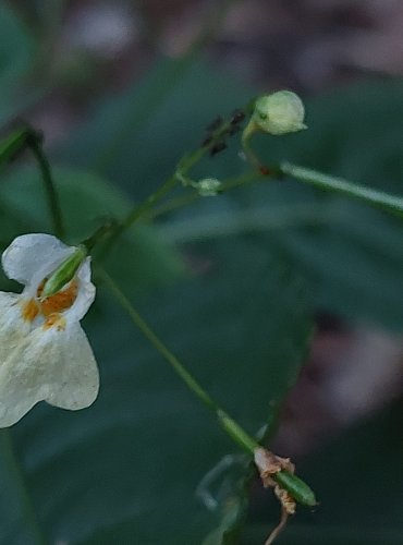 NETÝKAVKA MALOKVĚTÁ (Impatiens parviflora) FOTO: Marta Knauerová, 2022