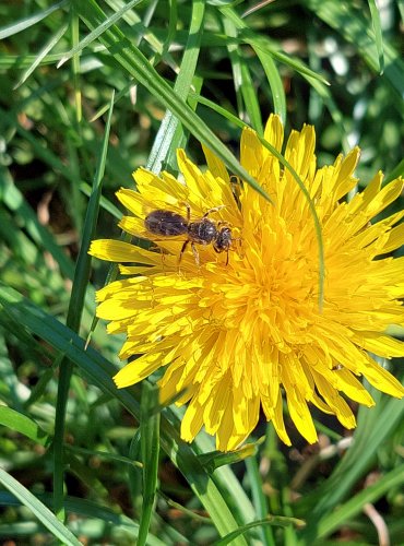 PAMPELIŠKA LÉKAŘSKÁ (Taraxacum officinale) FOTO: Marta Knauerová, 2022