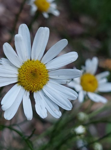 HEŘMÁNKOVEC NEVONNÝ (Tripleurospermum inodorum) FOTO: Marta Knauerová, 2022