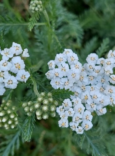 ŘEBŘÍČEK OBECNÝ (Achillea millefolium) FOTO: Marta Knauerová, 2022