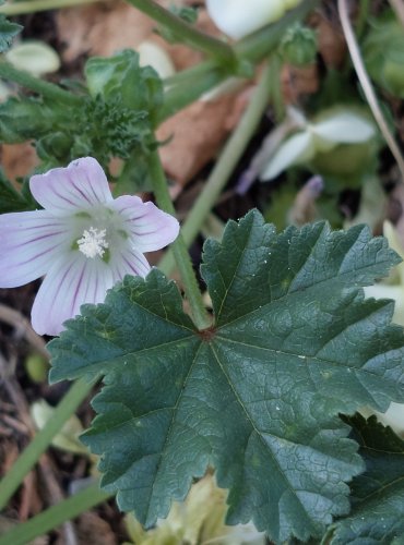 SLÉZ PŘEHLÍŽENÝ (Malva neglecta) FOTO: Marta Knauerová, 2022