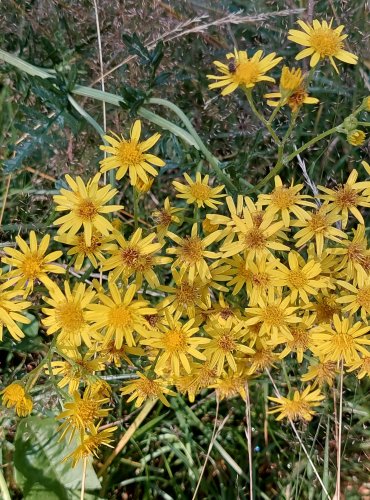 STARČEK PŘÍMĚTNÍK (Senecio jacobaea) FOTO: Marta Knauerová, 2022