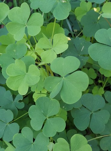 ŠŤAVEL KYSELÝ (Oxalis acetosella) FOTO: Marta Knauerová, 2022