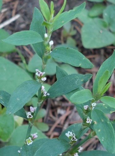 TRUSKAVEC PTAČÍ (Polygonum aviculare) FOTO: Marta Knauerová, 2022