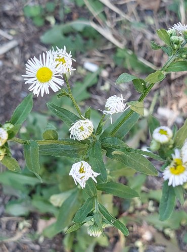 TURAN ROČNÍ (Erigeron annuus) FOTO: Marta Knauerová, 2022