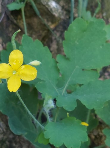 VLAŠTOVIČNÍK VĚTŠÍ (Chelidonium majus) FOTO: Marta Knauerová, 2022