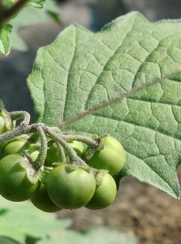 LILEK ČERNÝ (Solanum nigrum) ZRAJÍCÍ PLODY – FOTO: Marta Knauerová, 2022