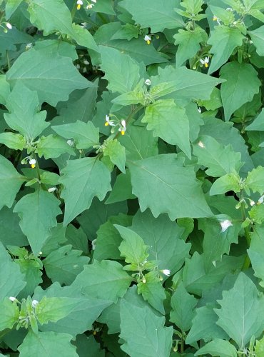 LILEK ČERNÝ (Solanum nigrum) FOTO: Marta Knauerová, 2022