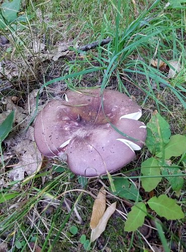 HOLUBINKA OLIVOVÁ (Russula olivacea) FOTO: Marta Knauerová, 2022