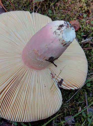 HOLUBINKA OLIVOVÁ (Russula olivacea) FOTO: Marta Knauerová, 2022