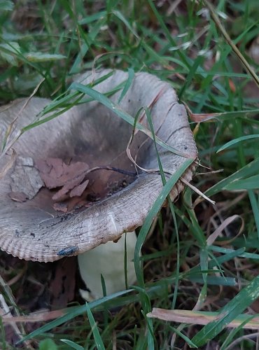 HOLUBINKA PODMRAČNÁ (Russula parazurea) FOTO: Marta Knauerová, 2022