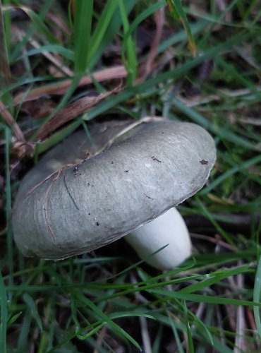 HOLUBINKA PODMRAČNÁ (Russula parazurea) FOTO: Marta Knauerová, 2022