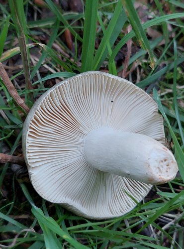 HOLUBINKA PODMRAČNÁ (Russula parazurea) FOTO: Marta Knauerová, 2022