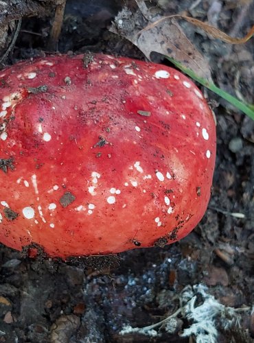 HOLUBINKA SLIČNÁ (Russula rosea) FOTO: Marta Knauerová, 2022