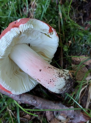 HOLUBINKA SLIČNÁ (Russula rosea) FOTO: Marta Knauerová, 2022