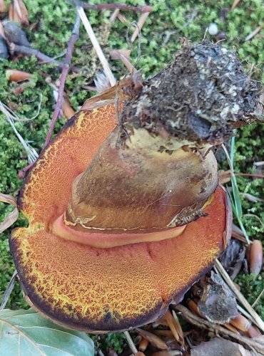 HŘIB KOVÁŘ (Neoboletus luridiformis) FOTO: Marta Knauerová, 2022