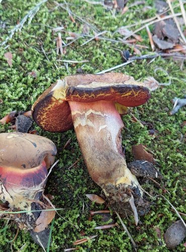 HŘIB KOVÁŘ (Neoboletus luridiformis) FOTO: Marta Knauerová, 2022