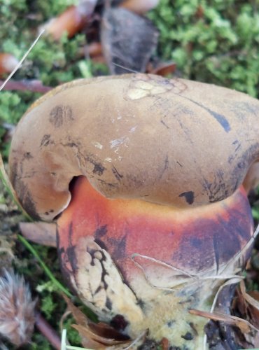 HŘIB KOVÁŘ (Neoboletus luridiformis) FOTO: Marta Knauerová, 2022