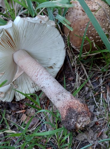 MUCHOMŮRKA RŮŽOVKA (Amanita rubescens) FOTO: Marta Knauerová, 2022