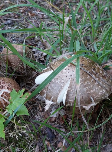 MUCHOMŮRKA RŮŽOVKA (Amanita rubescens) FOTO: Marta Knauerová, 2022