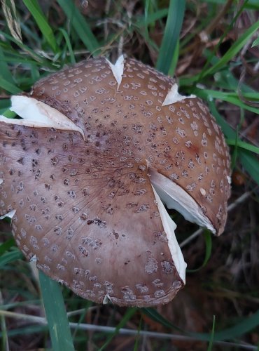 MUCHOMŮRKA RŮŽOVKA (Amanita rubescens) FOTO: Marta Knauerová, 2022