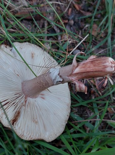 MUCHOMŮRKA RŮŽOVKA (Amanita rubescens) FOTO: Marta Knauerová, 2022