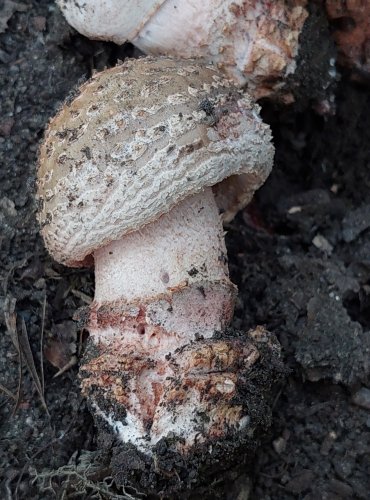 MUCHOMŮRKA RŮŽOVKA (Amanita rubescens) FOTO: Marta Knauerová, 2022