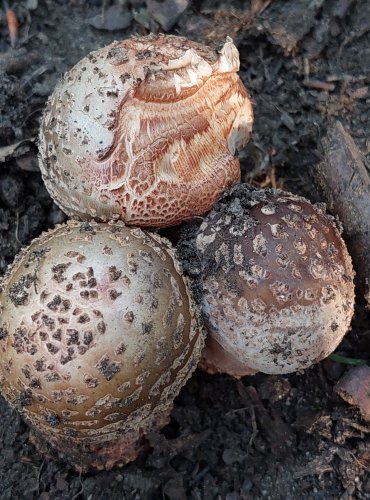 MUCHOMŮRKA RŮŽOVKA (Amanita rubescens) FOTO: Marta Knauerová, 2022