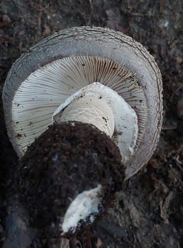 MUCHOMŮRKA ŠEDIVKA (Amanita spissa) FOTO: Marta Knauerová, 2022